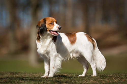 Kooikerhondje Full